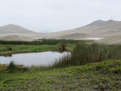 Humedales del Puerto Viejo
